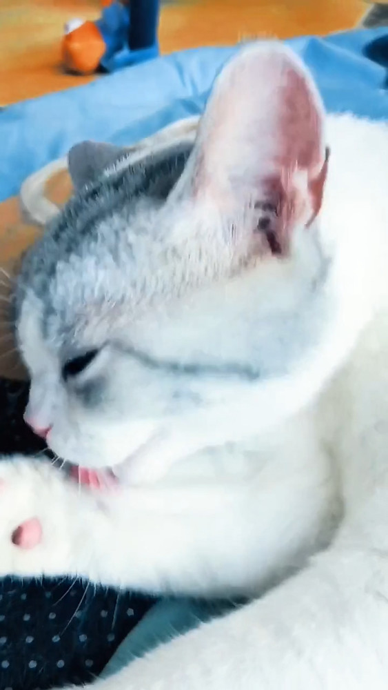 猫咪舔爪被主人配音,恼羞成怒做出了这事,主人