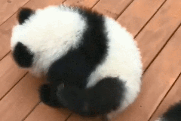 小熊猫想挠痒可无奈手太短,它的样子笑翻所有游客!