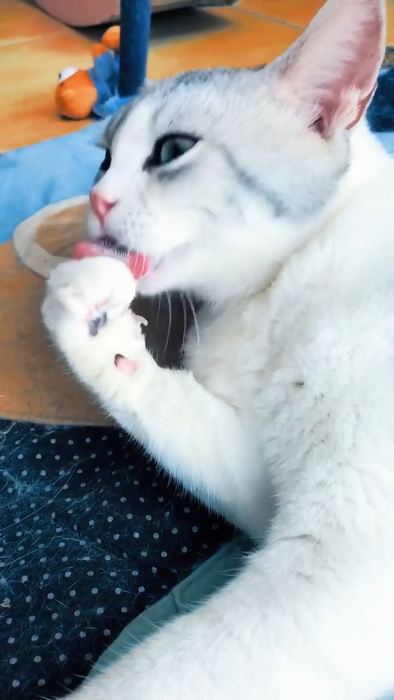 猫咪舔爪被主人配音,恼羞成怒做出了这事,主人