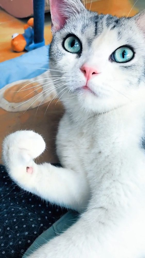 猫咪舔爪被主人配音,恼羞成怒做出了这事,主人