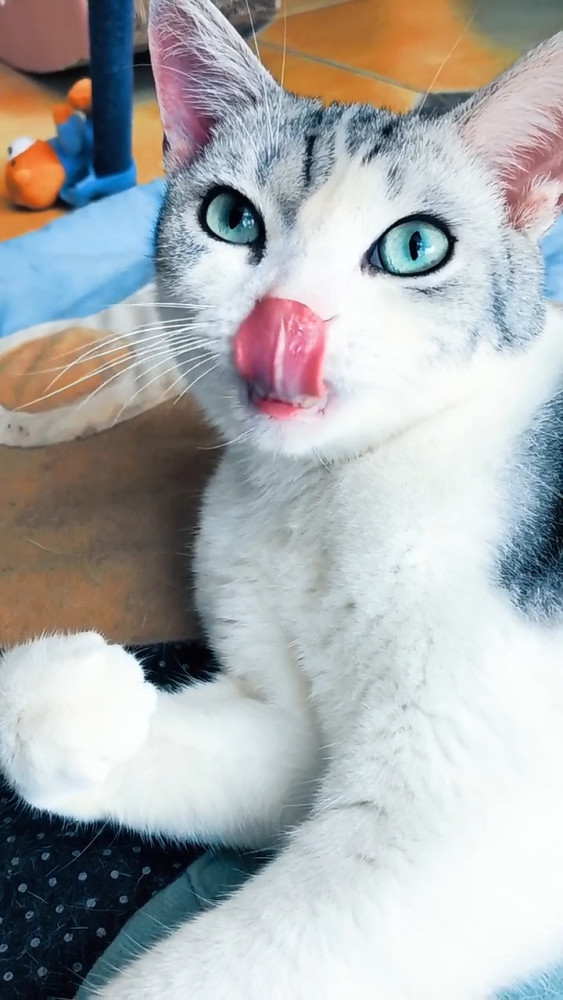 猫咪舔爪被主人配音,恼羞成怒做出了这事,主人