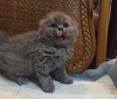 半夜出去扔垃圾,流浪猫趁机偷溜进来,同事看了