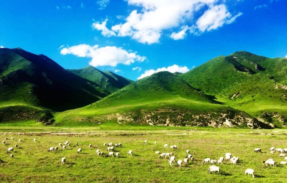甘南草原,蓝天绿草,河流羊群,花海如潮,辽阔壮美,一派自然田园风光.