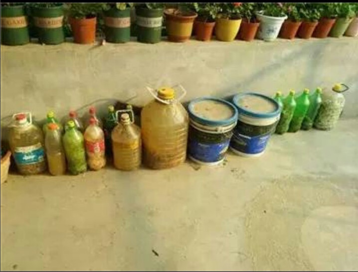 吃完的西瓜皮不要扔,发酵做肥料,花吃了呼呼长