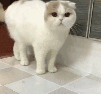 见过走路顺拐的猫吗?小八字步走的绝门了