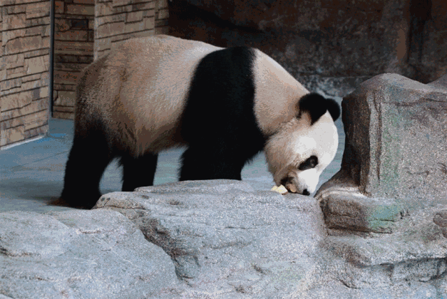 壁纸 动物 狗 狗狗 640_428 gif 动态图 动图