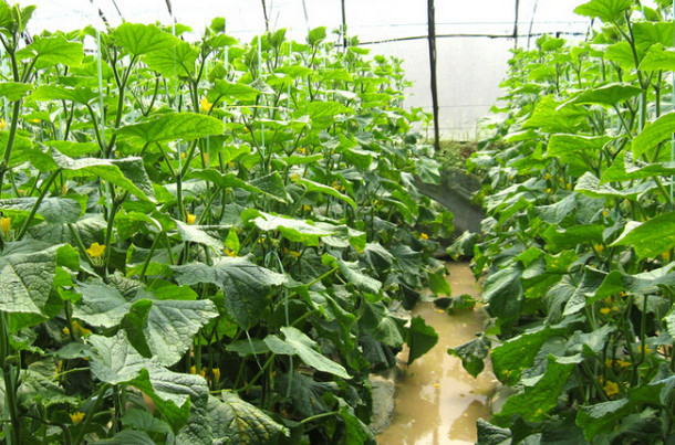 黄瓜的实用种植技术,学会这几招,你自己种出来