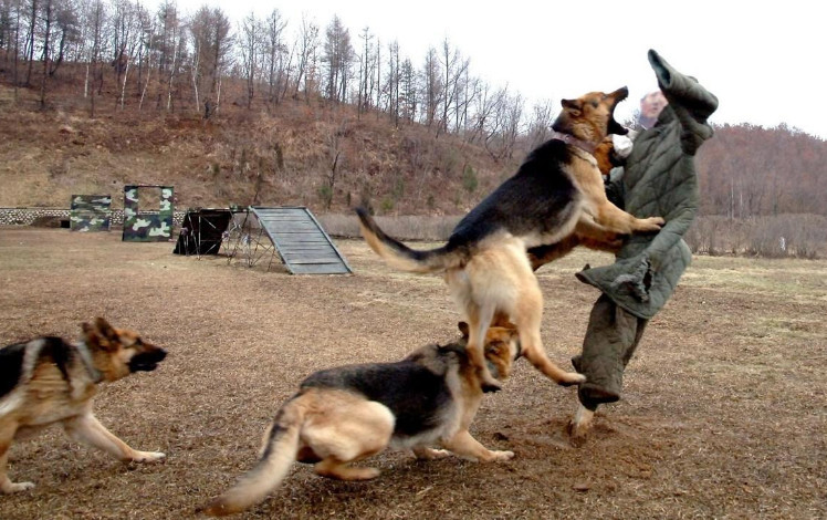 军队狼犬与藏獒pk,谁会赢还真不好说!