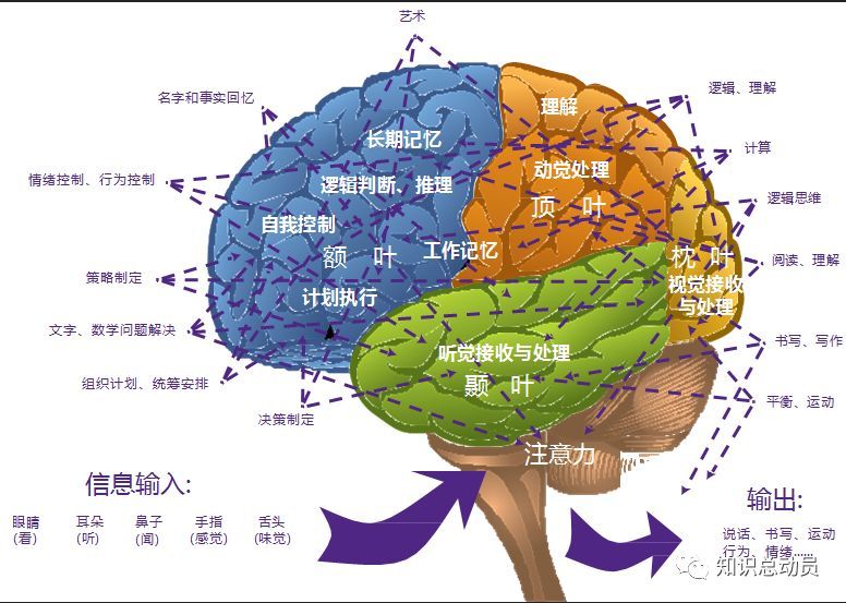 人体大脑是如何产生压力的,脑体的机制变化过程