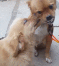 调皮小金毛欺负农村田园犬,可小土狗敢怒不敢言,这表情萌翻啦!