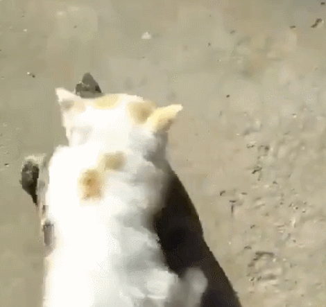 猫咪把乌龟当车子,骑乌龟后背上,让人笑掉大牙了!