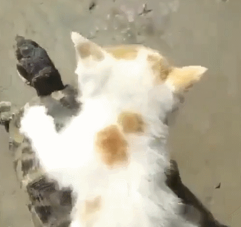 猫咪把乌龟当车子,骑乌龟后背上,让人笑掉大牙了!