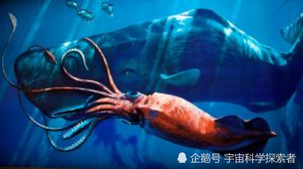 最恐怖的深海生物,被称为海洋中的吸血鬼,极度热爱吸食腐尸