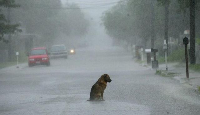 流浪狗在雨中瑟瑟发抖,网友恰好路过,默默留下了手中的雨伞!