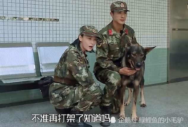 在节目《奇兵神犬》中,张馨予带的犬艾勒薇斯咬伤了姜潮的犬昆龙