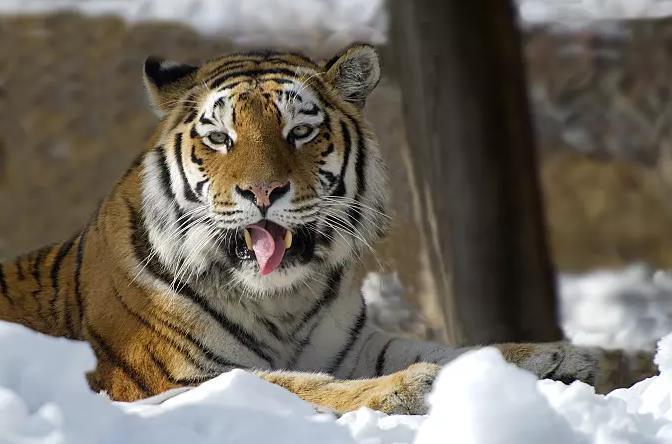 如果美洲虎和东北虎一样大,最强猫科动物会易主吗?