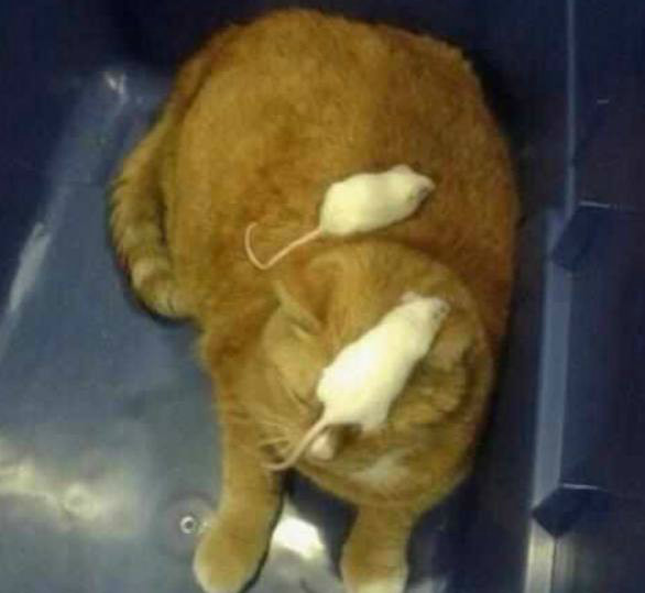 搞笑逗比宠物囧图,哇塞,又有两只狗狗偷情,辣眼睛