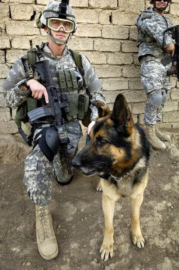 马犬难撼德牧在军犬中的地位,因德牧具备了这些"军人的特质"?