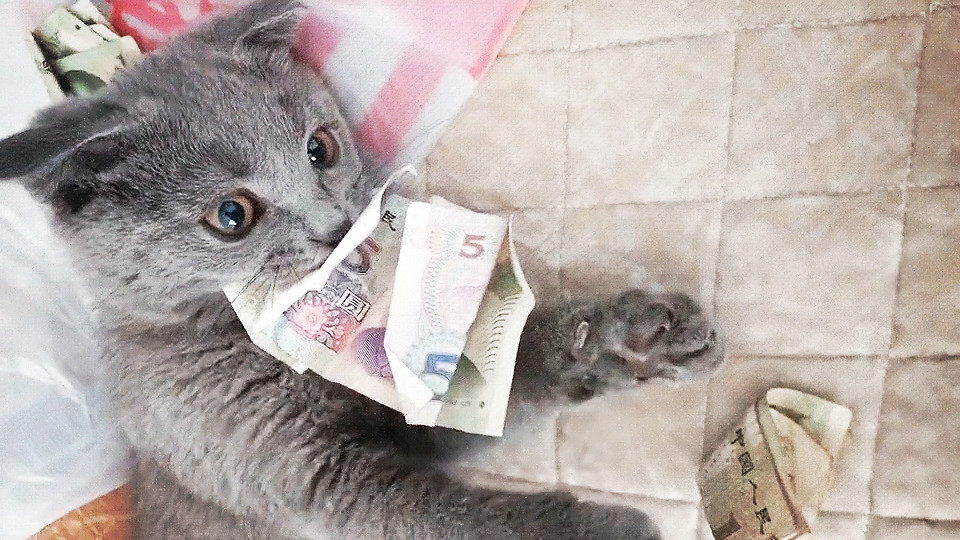 猫咪,英短,钱,搞笑,拼多多