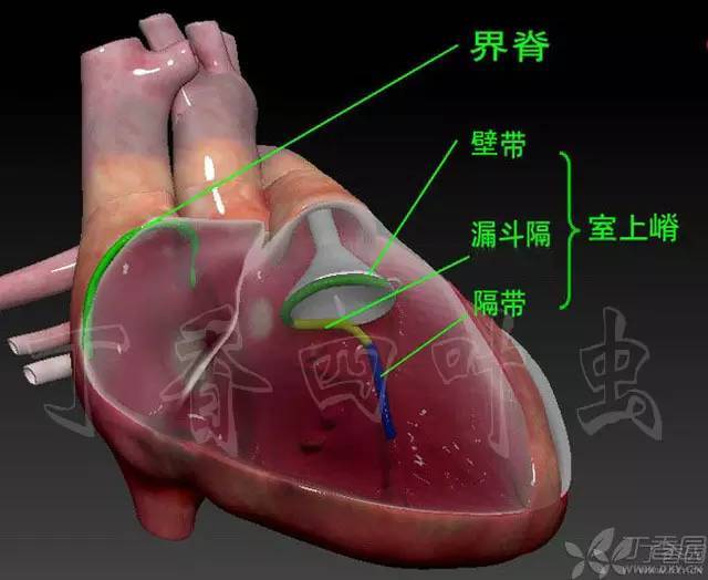 下图剥离右房,右室等杂七杂八的东西,单独把左室提取出来进行展示(图