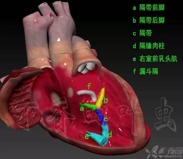 心脏解剖笔记