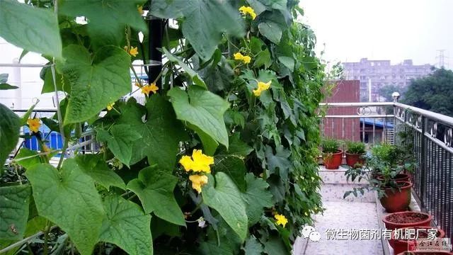 家里地方小不能种菜 这几处都是菜园储备地 看点快报