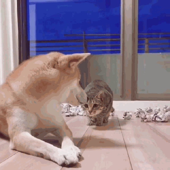 狗子看着猫咪似乎在说: