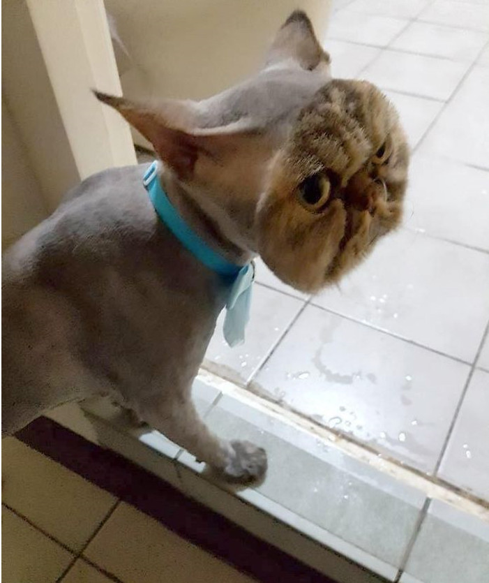 怎知回来后她整个人都被猫咪的造型吓傻了