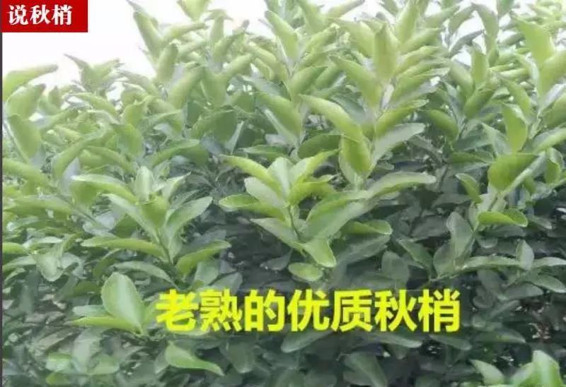 快,柑橘放秋梢啦!五大攻略,纯一线达人经验拿走不谢!