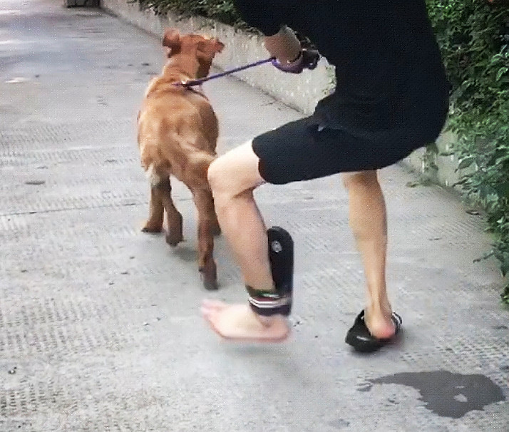 拖鞋,拉布拉多,狗,搞笑,笑喷