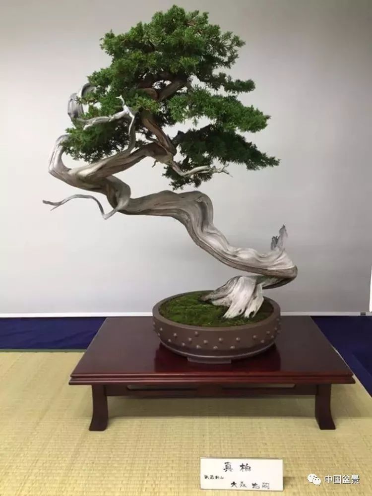 值得收藏的盆景养护常用技法 看点快报