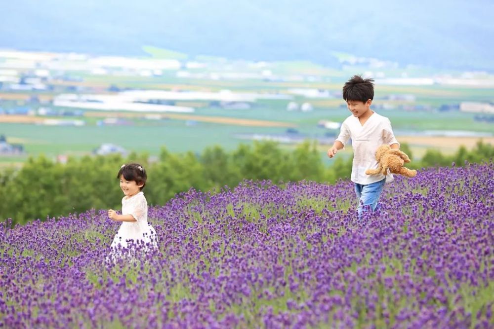 薰衣草之约 在北海道遇见度的盛夏 看点快报