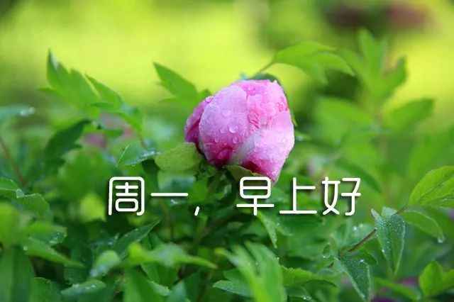 周一最美的早上好经典问候语,唯美周一早上好图片
