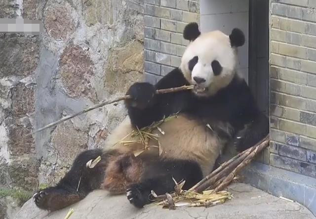 国宝熊猫的待遇应该是动物里最好的了吧,不,应该说是成都大熊猫繁殖