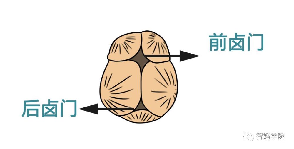 关于宝宝卤门,不怕你了解,就怕你不了解