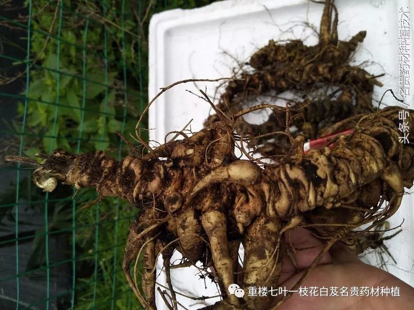 像竹根一样的三七,野生资源已枯竭人工种植有前景