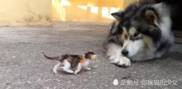 小猫咪用萌萌拳打二哈,二哈不仅不还手还做出了非常暖心的动作!