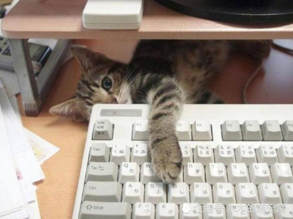 主人在工作没有理猫咪,于是猫咪猛敲键盘,敲了几次竟然睡着了