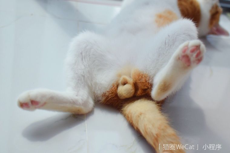 你家猫蛋蛋是什么颜色|猫圈话题
