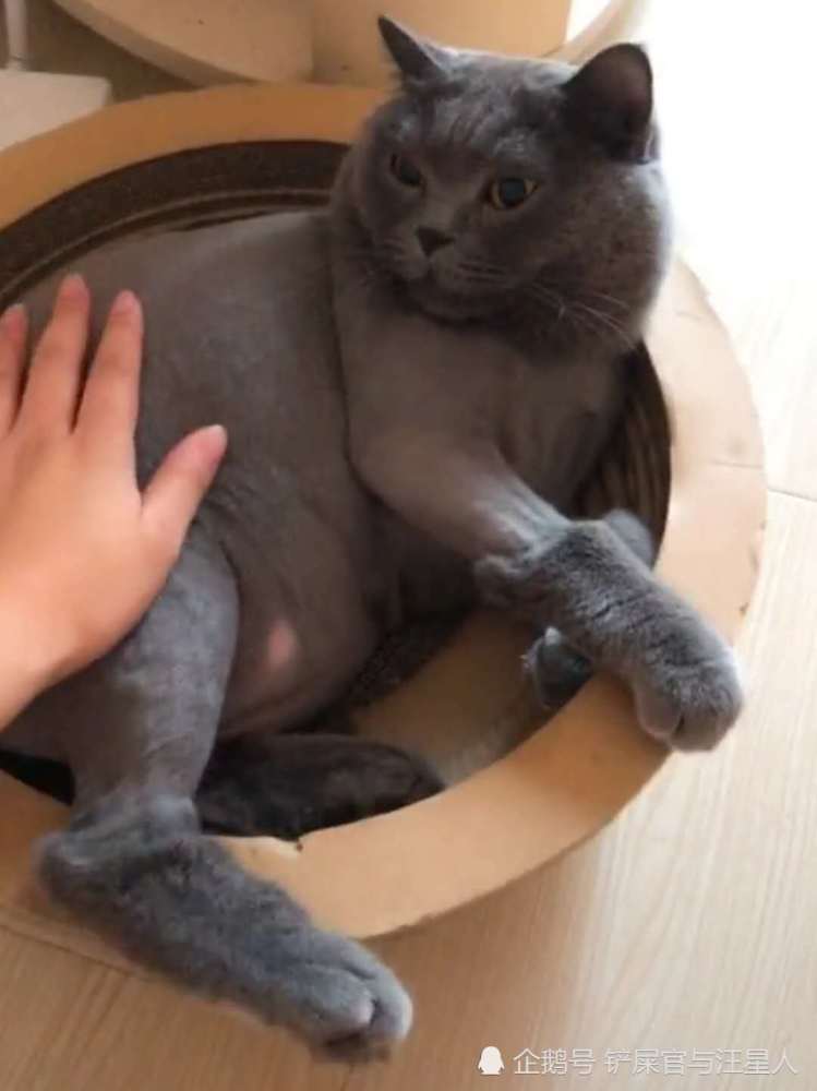 宠物猫,英短蓝猫,可爱搞笑萌宠,猫咪发胖橘猫,养猫知识趣闻