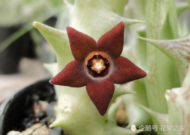 10种五角星形状花朵,开花时又"萌"又艳,最后一种特贵