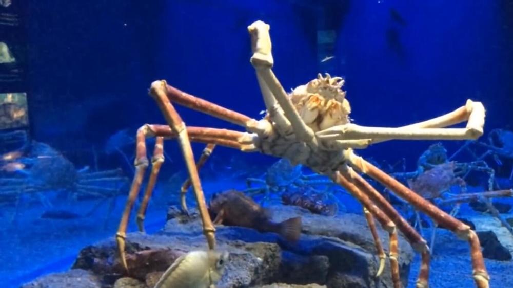 巨螯蟹,又被称为巨型蜘蛛蟹,很多人也称它们为杀人蟹.