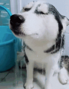 二哈失恋躲在洗手间不出来,打开门后让人笑喷:再也不谈恋爱了,太伤人!