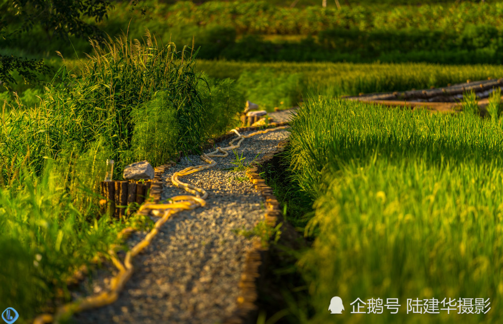 熠熠生辉,夕阳余晖下的稻田