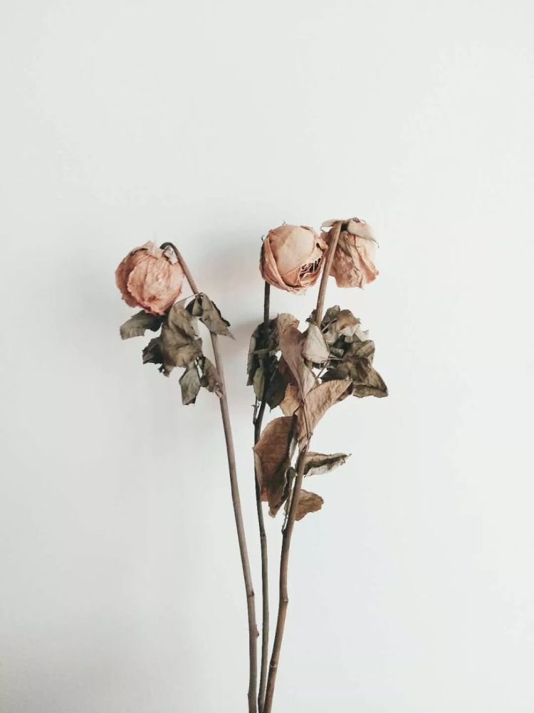 朗读:爱,是心中永不凋谢的玫瑰