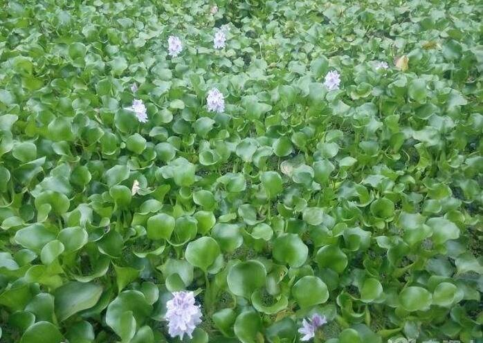 世界十大害草之一的"水葫芦"和皮脆肉美补脾胃的"菱角