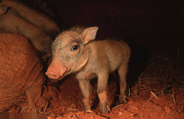 黑龙江调往河南郑州的生猪确诊发生非洲猪瘟,