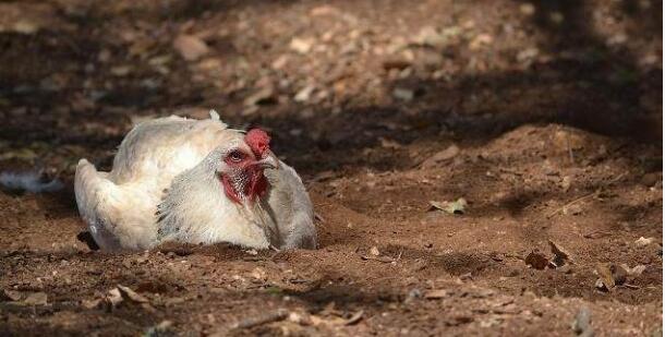 在农村里,老人养土鸡为什么要经常喂大蒜?土方