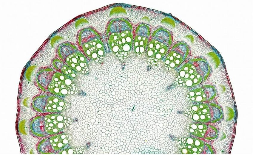 植物茎横切
