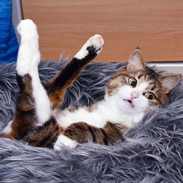 猫咪自带表情包,萌的你爱不释手